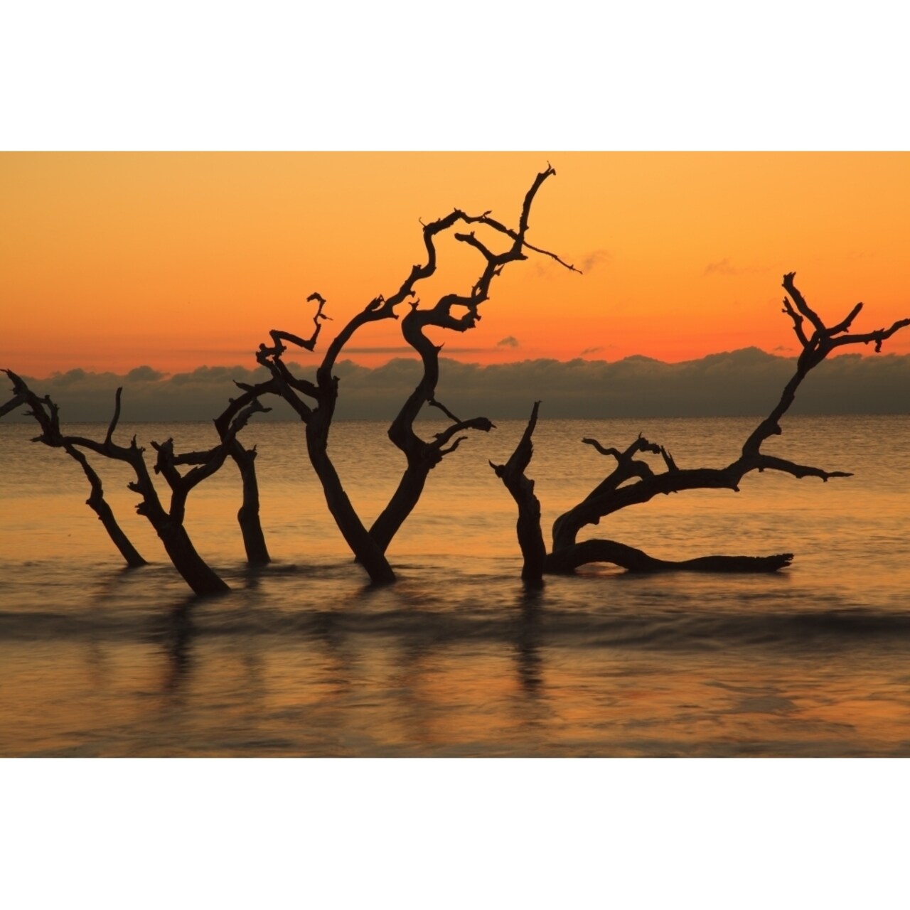 Posterazzi USA Jekyll Island Georgia. Driftwood Beach at sunrise. Poster Print by Joanne Wells
